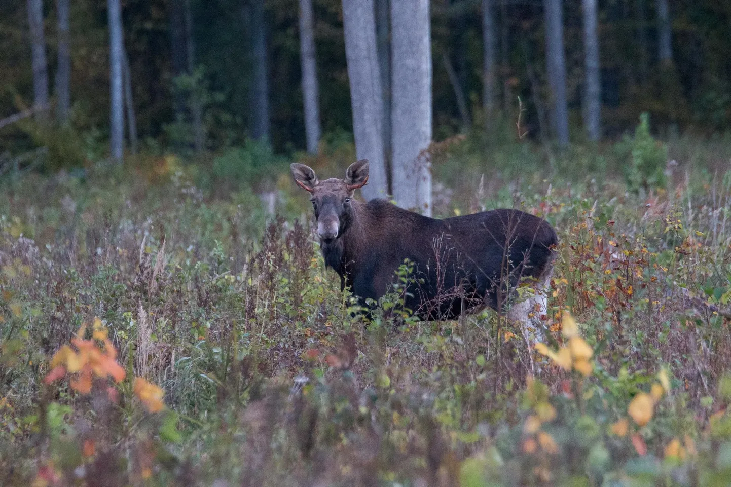 Põdrad raiesmikul