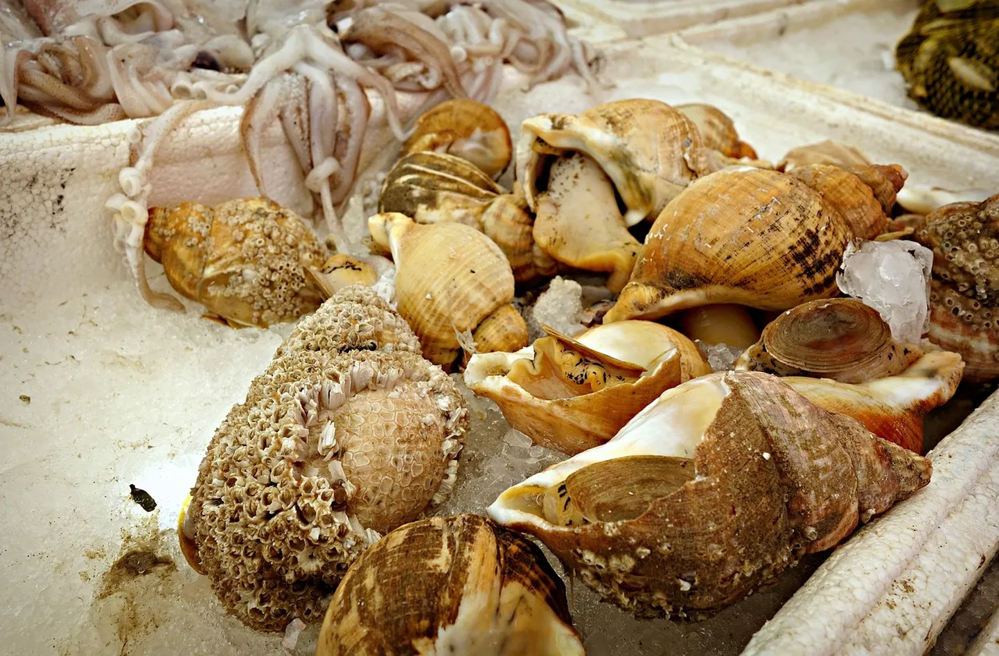 Artikli foto