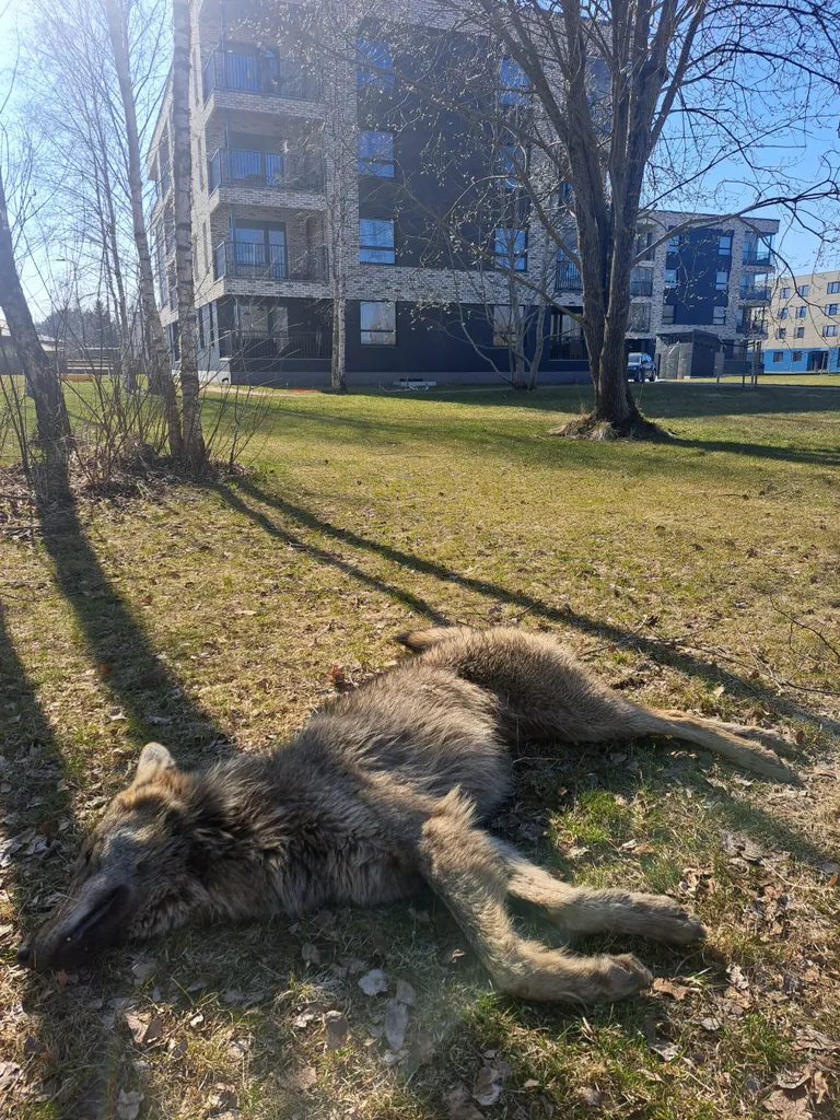 Попавший под машину волк.