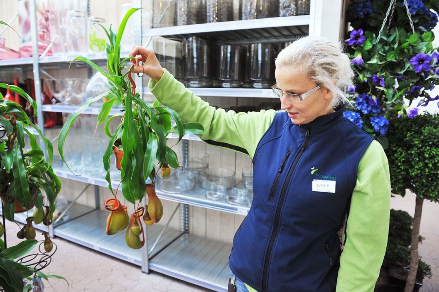 Putuktoiduline kanntaim on Hansaplanti aedniku Maie Steinfeldti sõnul üks suuremaid ja pikema elueaga Eestis kasvavaid troopilisi toataimi.