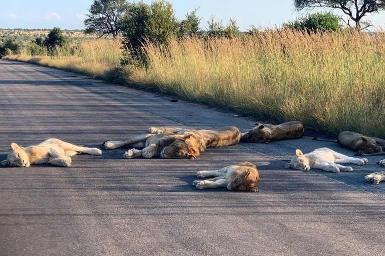 Львы заснули прямо на дороге. Они поняли, что людей на ней больше нет