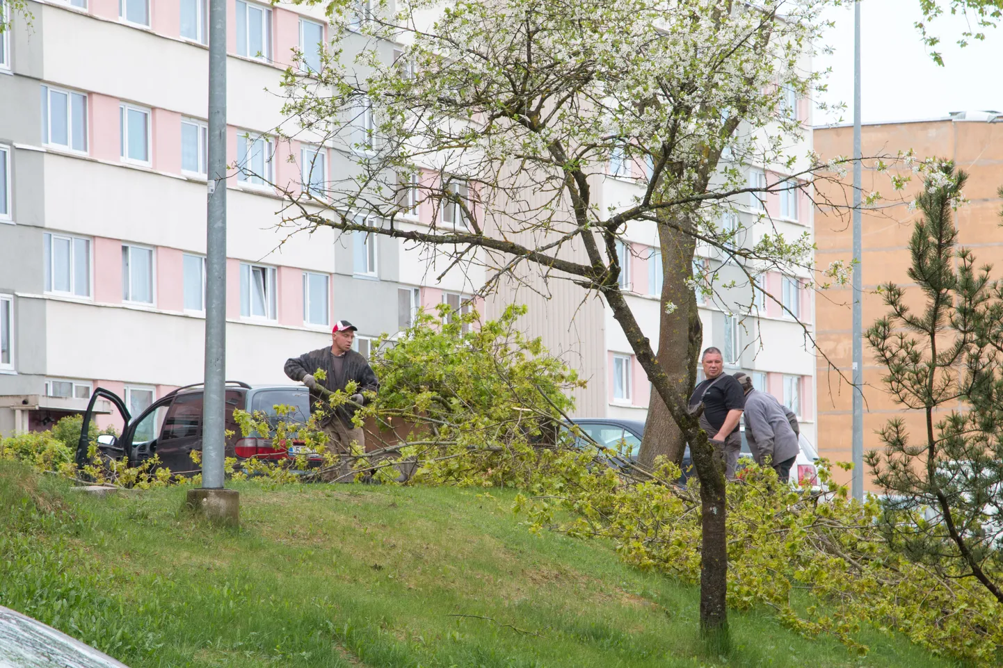 Tähe 13 juures tüli põhjustanud vahtra alumine oks oli tugeva praoga ning see oli tarvis eemaldada.