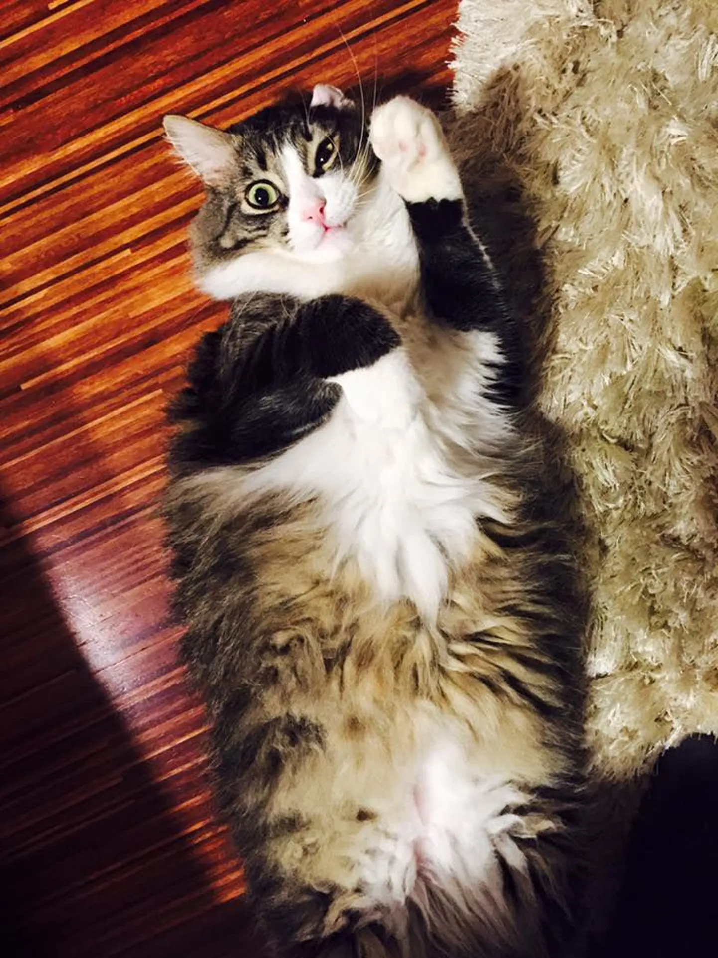 Кошка. Иллюстративный снимок.