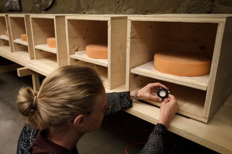 Šveitsis Berni kunstiülikoolis tehti emmentali juustuga muusikakatse