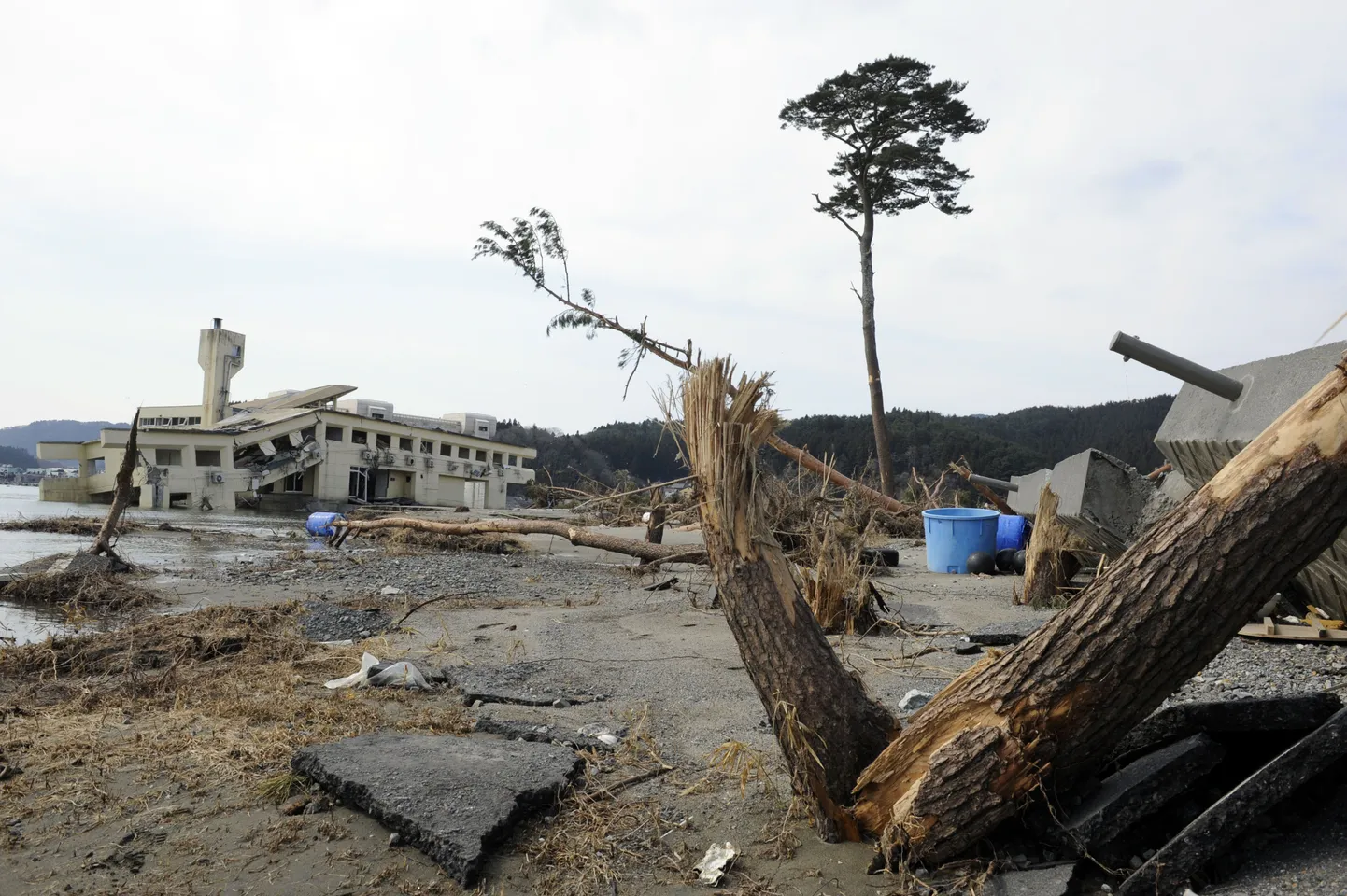 Kümnemeetrine mänd Rikuzentakata lähedal, mis tsunamis ainsana männimetsast püsti jäi