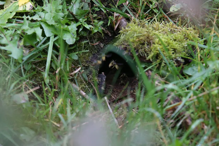 Vilgas tegevus kurikuulsas herilaspesas (Liis Treimann)