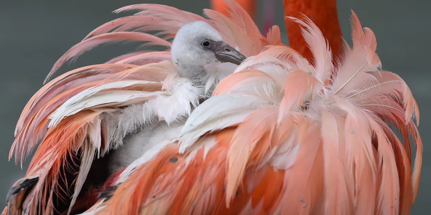 Flamingo tibu