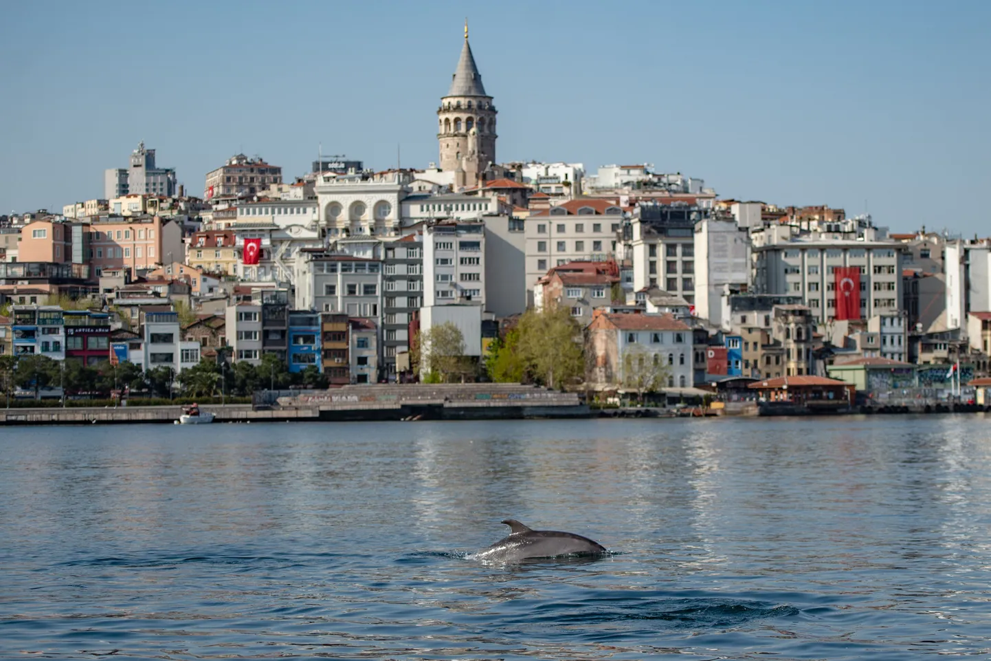 Istanbuli elanikke rõõmustab delfiinide nägemine Bosporuse väinas.