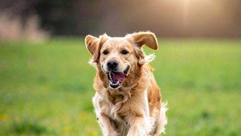 TUNNE OMA KOERA! ⟩ Eesti teine levinud koeratõug on kimpus kohutavate tervisemuredega