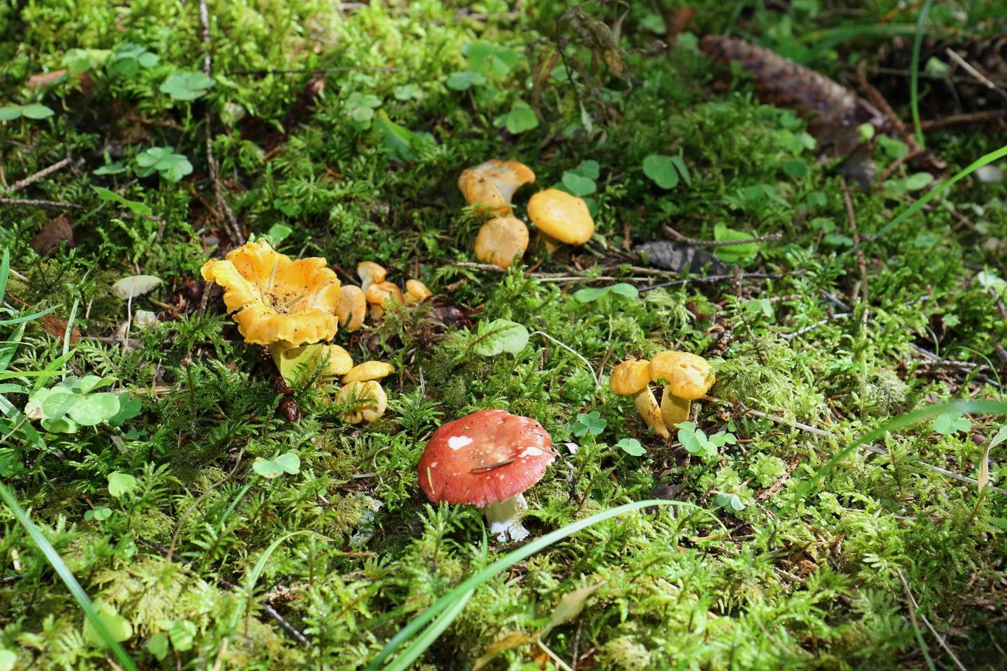 Vihm tõi seenevaliku, millest mõni seeneline eelistab vaid kiirelt valmistatavaid ande, teised on nõus ka kupatama.