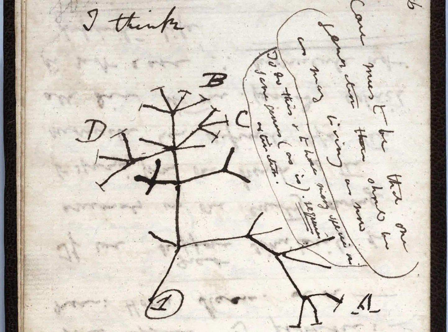 "Elupuu» visand Charles Darwini märkmikus.