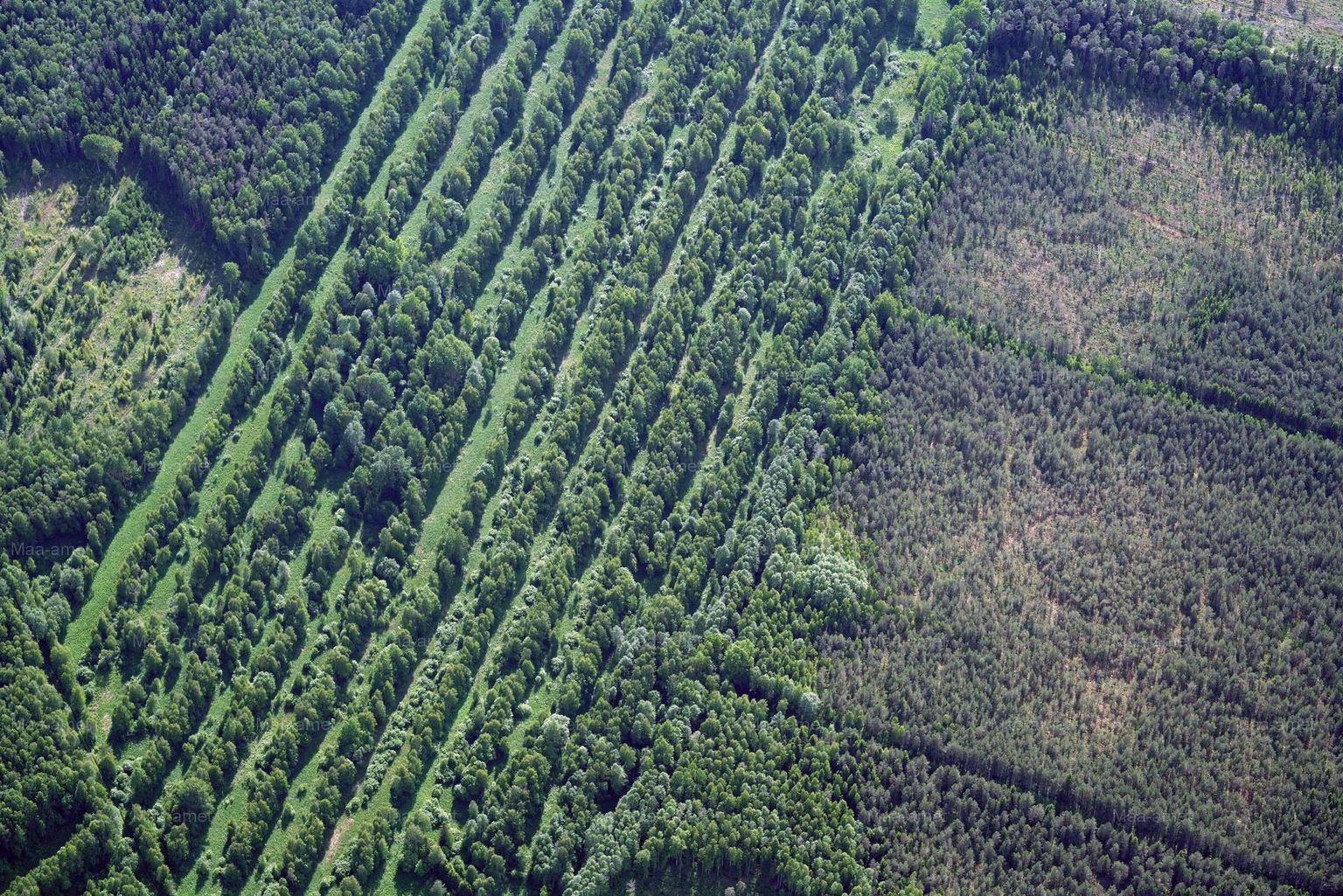 Maa-ameti kaldaerofoto järgi nägi sel sügisel maha võetud mets 2017. aastal välja selline. FOTO: Maa-amet