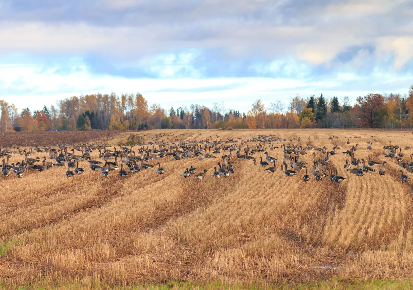 Rändlinnud, linnud rändel
Haned põllul

Foto Arvo Meeks/Valgamaalane