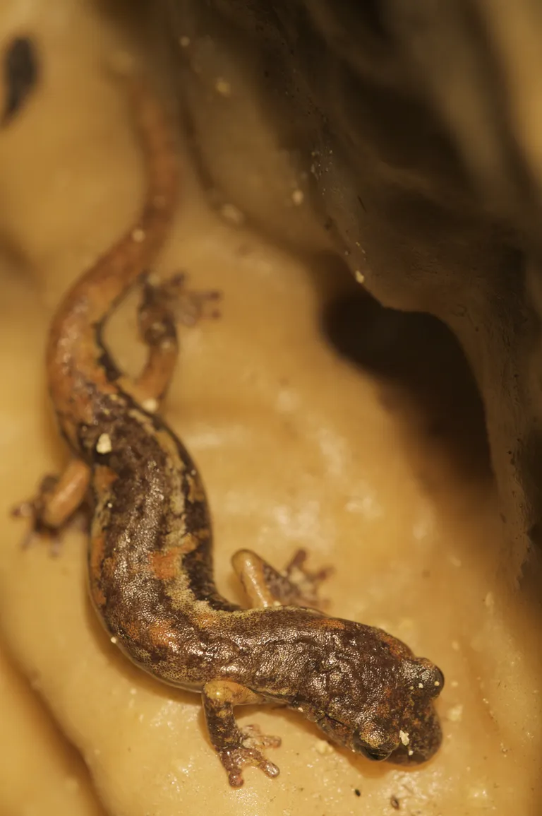 Salamander. Pilt on illustreeriv
