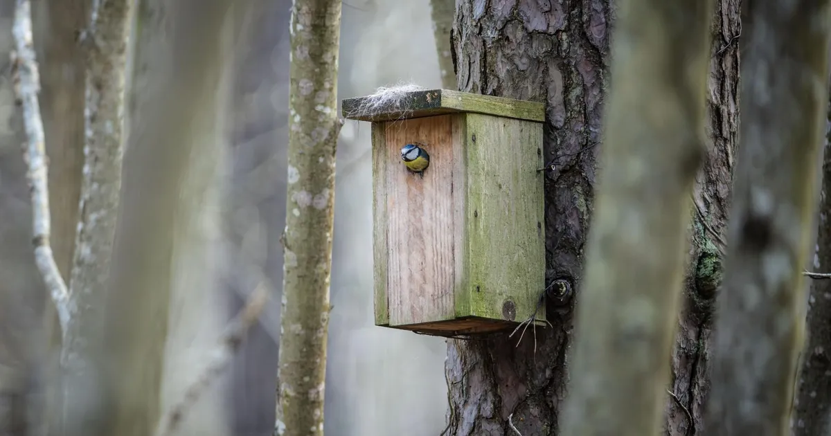 Bird non-disturbance period source of clashes in Estonia as well as other countries