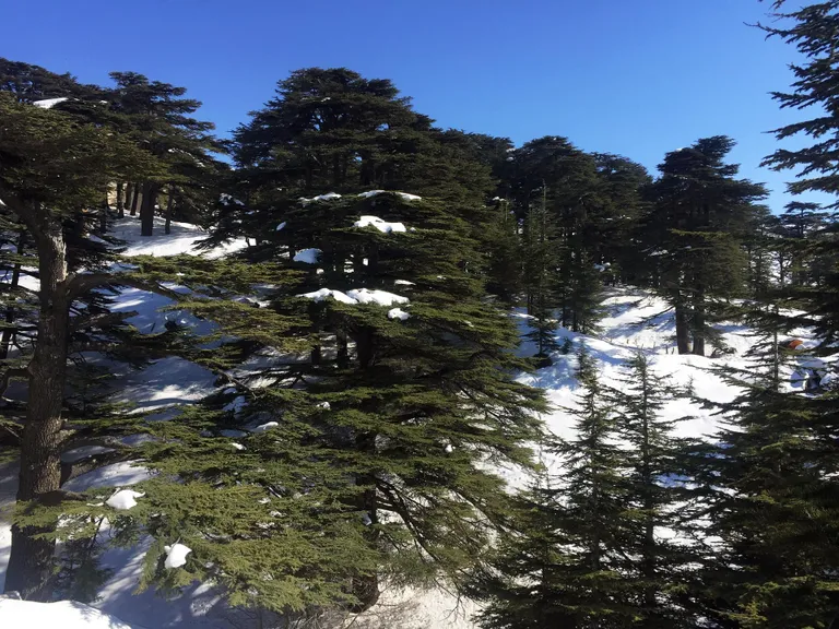 Liibanoni seedrid laiusid kunagi hiiglaslike metsadena, kuid nüüd on järel vaid riismed. Selle salu ümber tara ehitamist rahastas Suurbritannia kuninganna Victoria 1876. aastal. Nüüd kaitseb neid kuni 1500-aastaseid puid UNESCO.