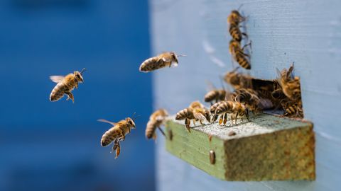 Gulbenes pusē bitēm konstatēta Amerikas peru puve — kas jāzina biškopjiem?