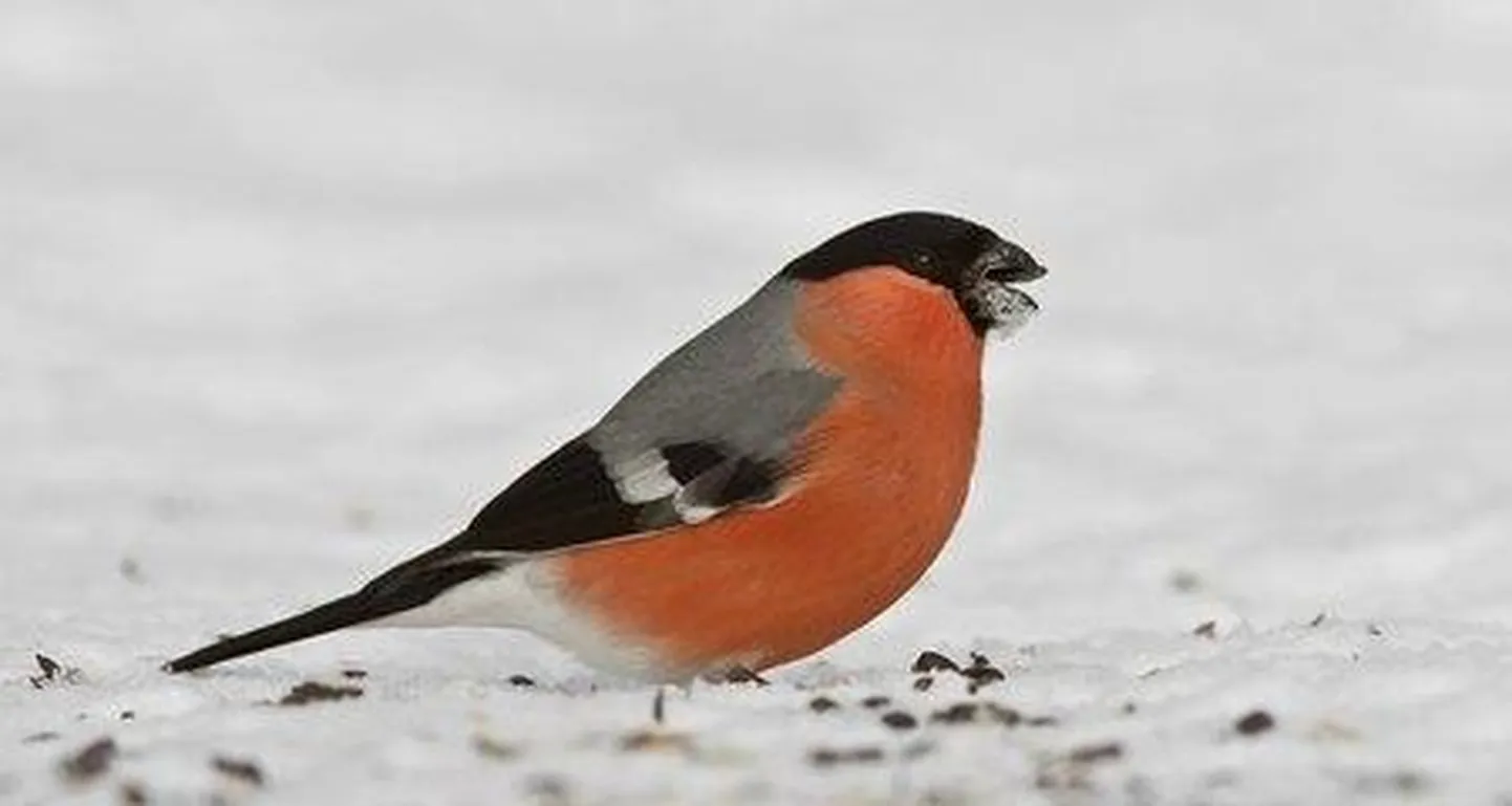 Nädalavahetusel märkasid linnuvaatlejad vähemalt 65 liiki linde.