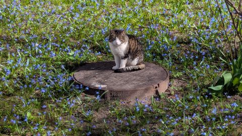 Nākamās nedēļas sākumā gaidāmi mierīgi laikapstākļi