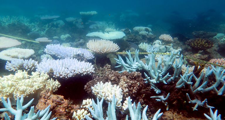Suure Vallrahu korallid