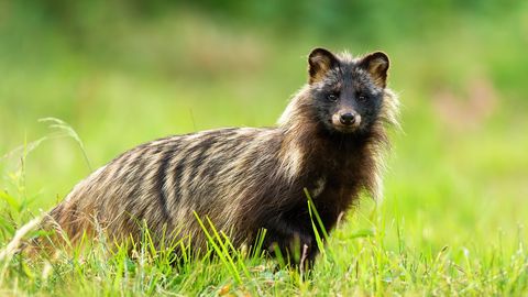 Päästjad aitasid kährikul purgi peast