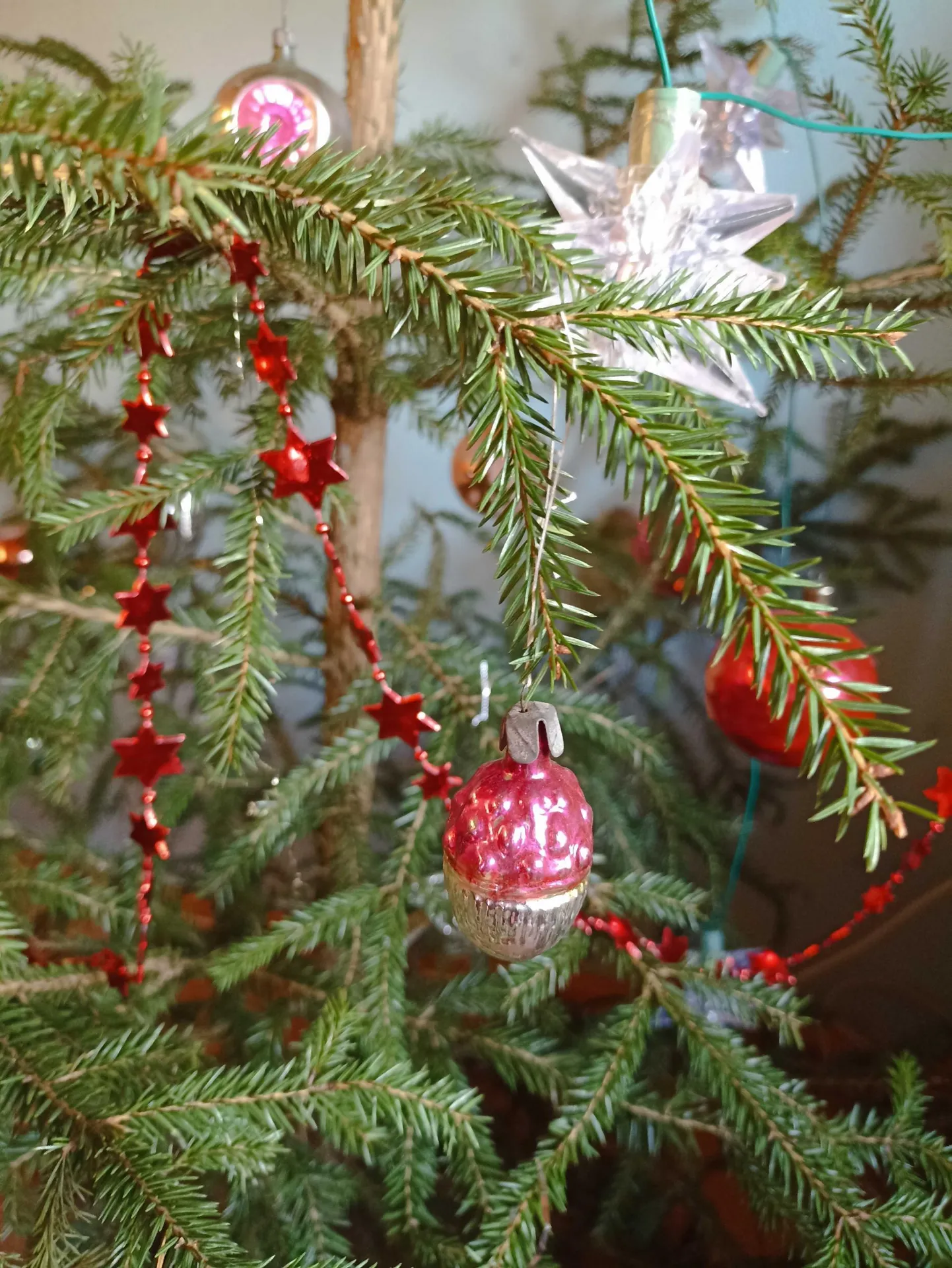 Riigimetsast on igal aastal toodud tuhandeid jõulukuuski.