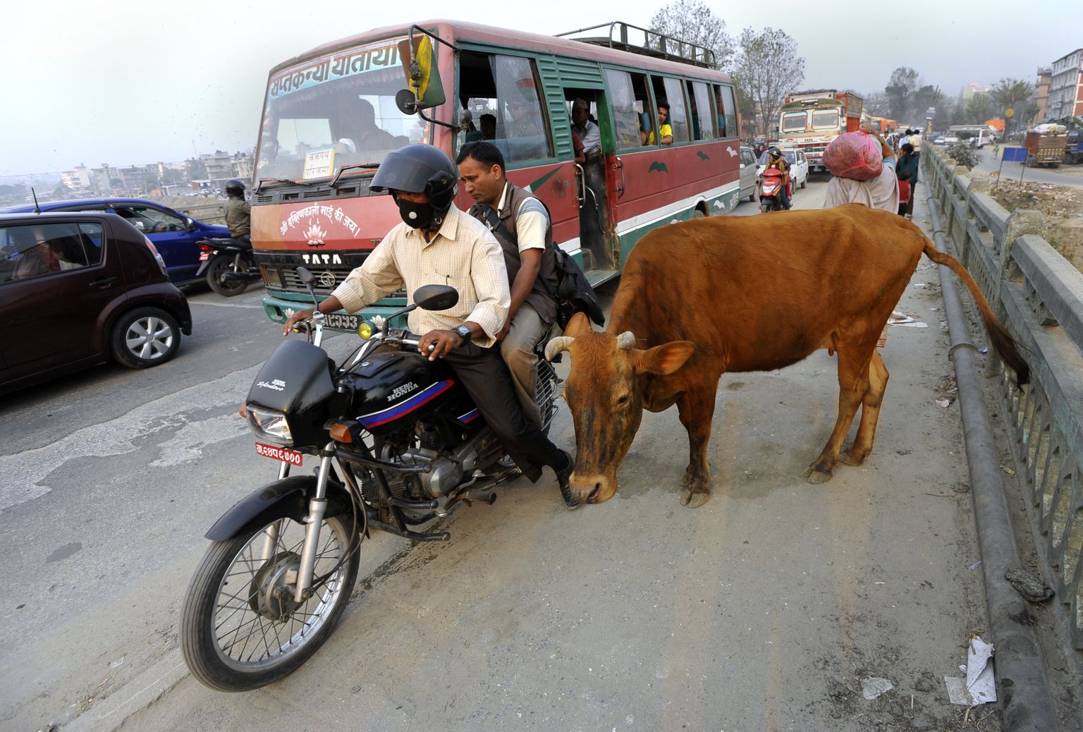 Lehm Kathmandu tänaval.