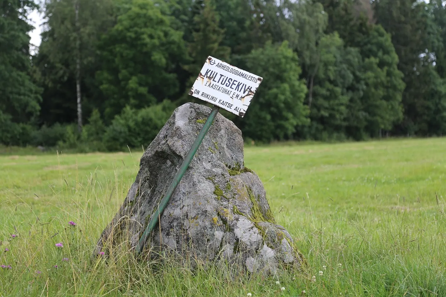 Ohvrikivi Kuningakivi Maidla hiiemäe lähedal.