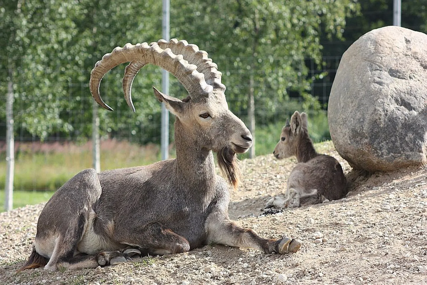 Siberi kaljukitsed.