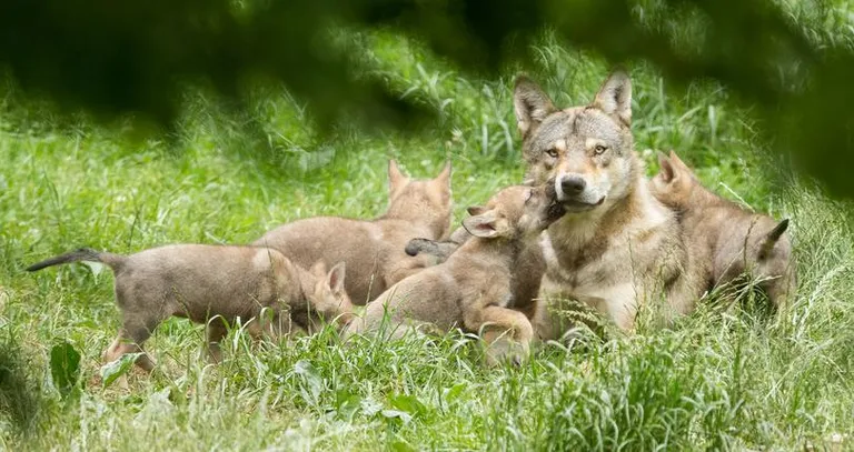 Какие бы меры ни предпринял Евросоюз, убивать волчиц с волчатами он точно не позволит. Фотография сделана во Франции