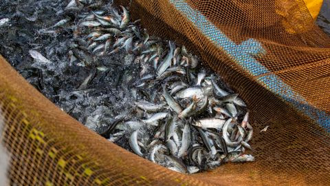 В понедельник на Чудско-Псковском озере прекращается промысел ряпушки