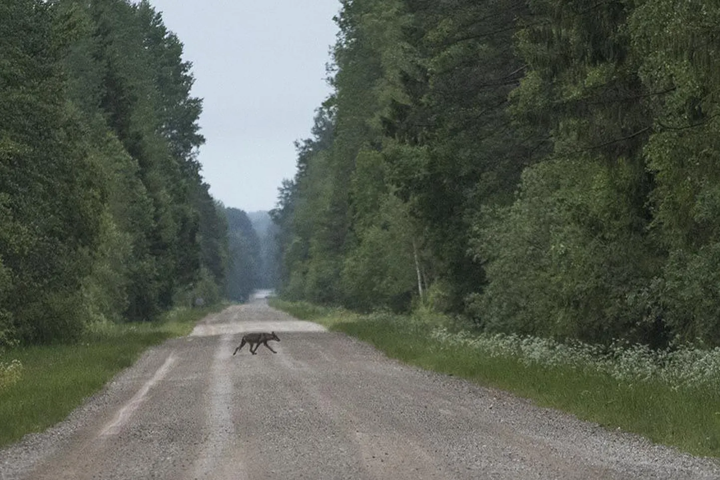 Hunti pildile püüda on fotograafi sõnul harukordne võimalus.
