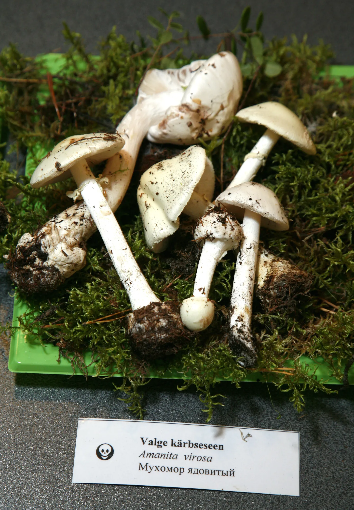 Väikese kogemusega seenelkäija võib näiteks sirmiku või kitsemampli pähe hoopis surmavalt mürgise valge kärbseseene (pildil) korvi pista.