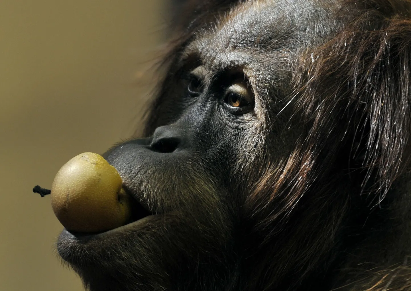 Orangutan