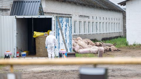 Afriškiўся svinjine izbruhnil v kmetiji pri Raplamäelu, okuženih skoraj 4000 živali