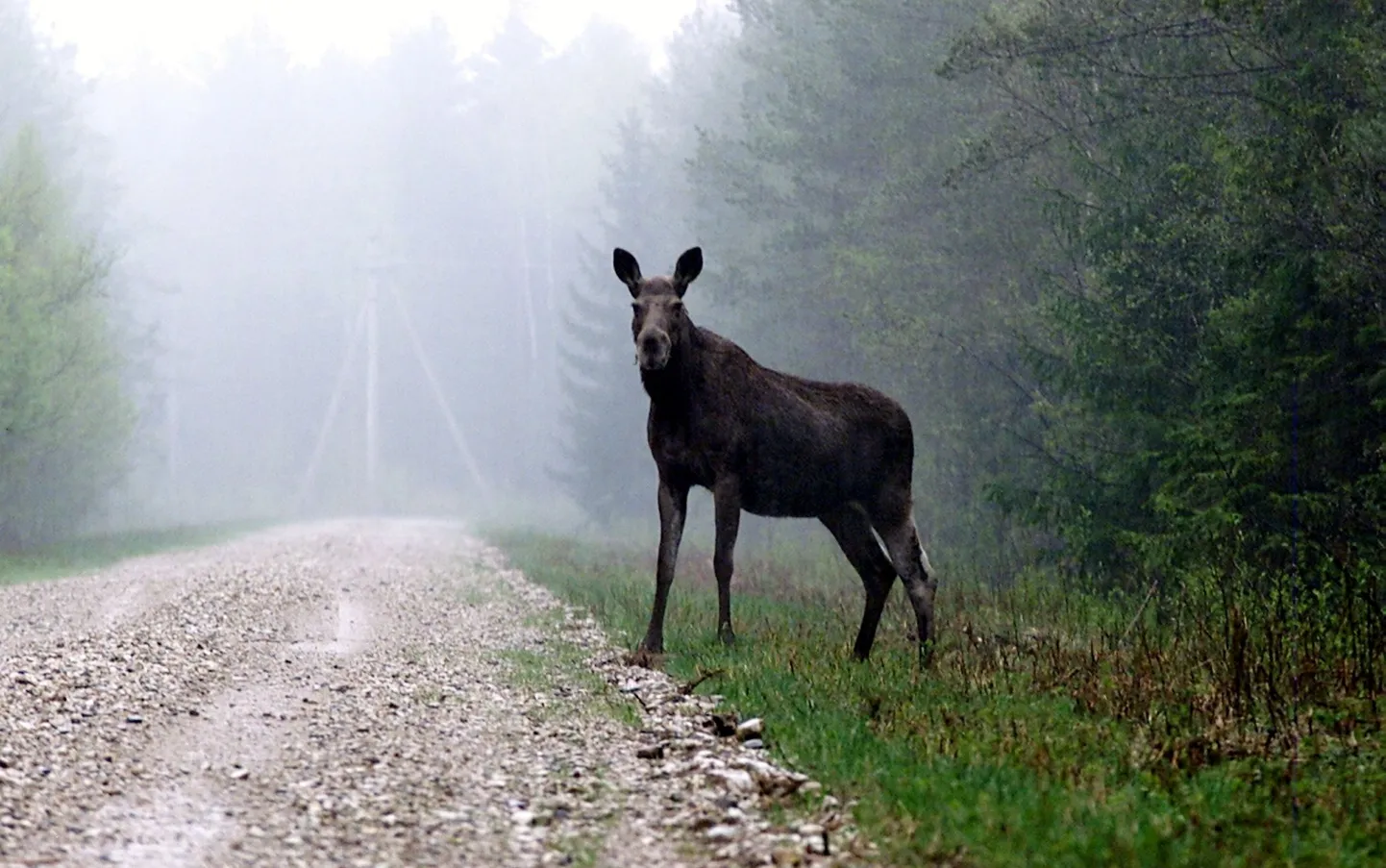 Põder Järvamaal.
