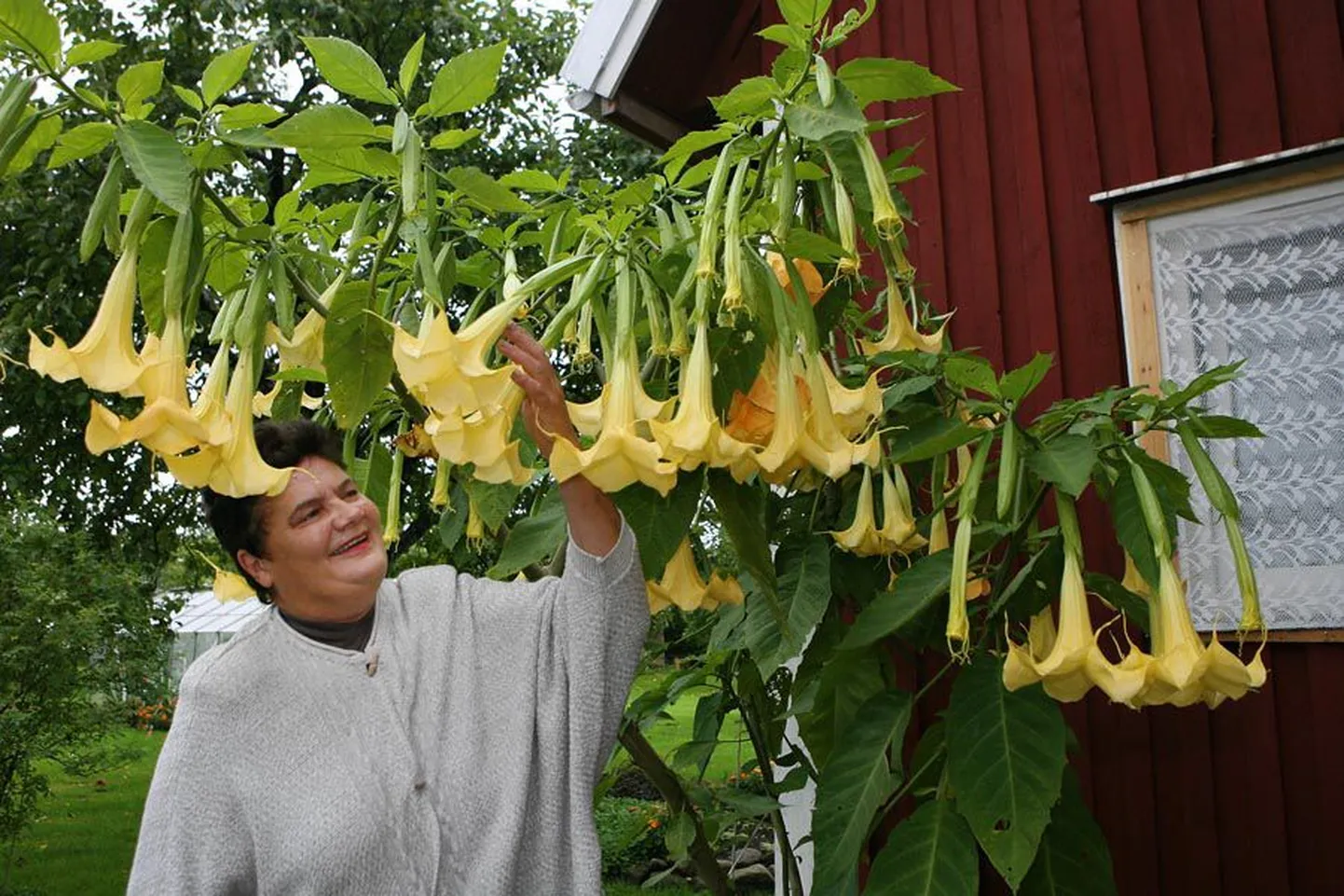 Inge Nilsson ütles, et inglitrompet on terve suve kodule ilu lisanud.