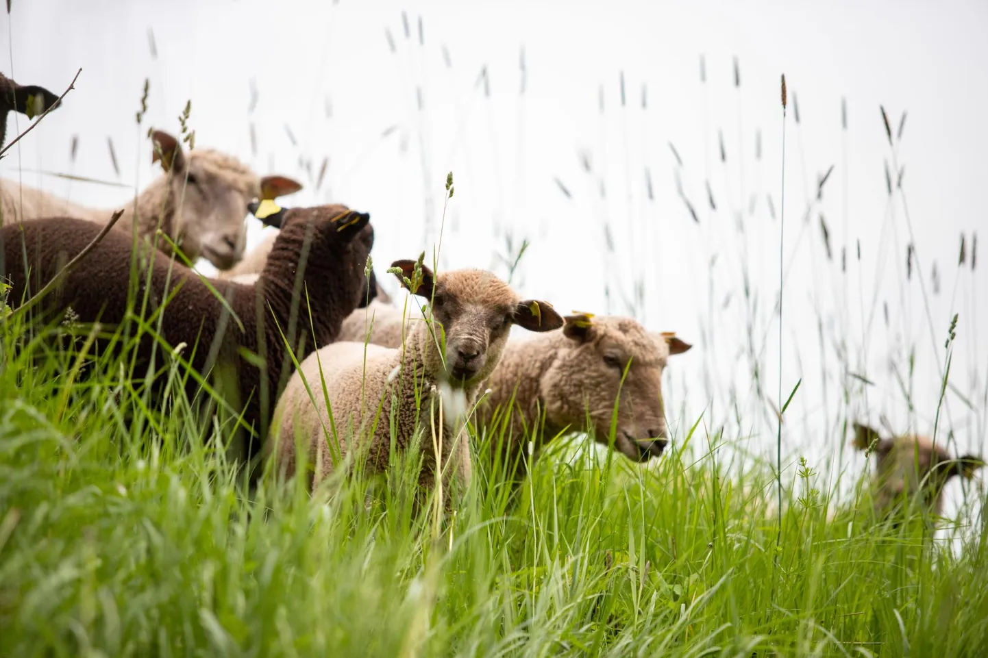 Statistikaameti andmeil oli lambaid ja kitsi Eestis möödunud aasta lõpu seisuga 74 400 ja nende arv on viimasel viiel aastal vähenenud.