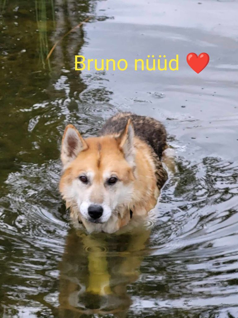 Бруно теперь и плавает.