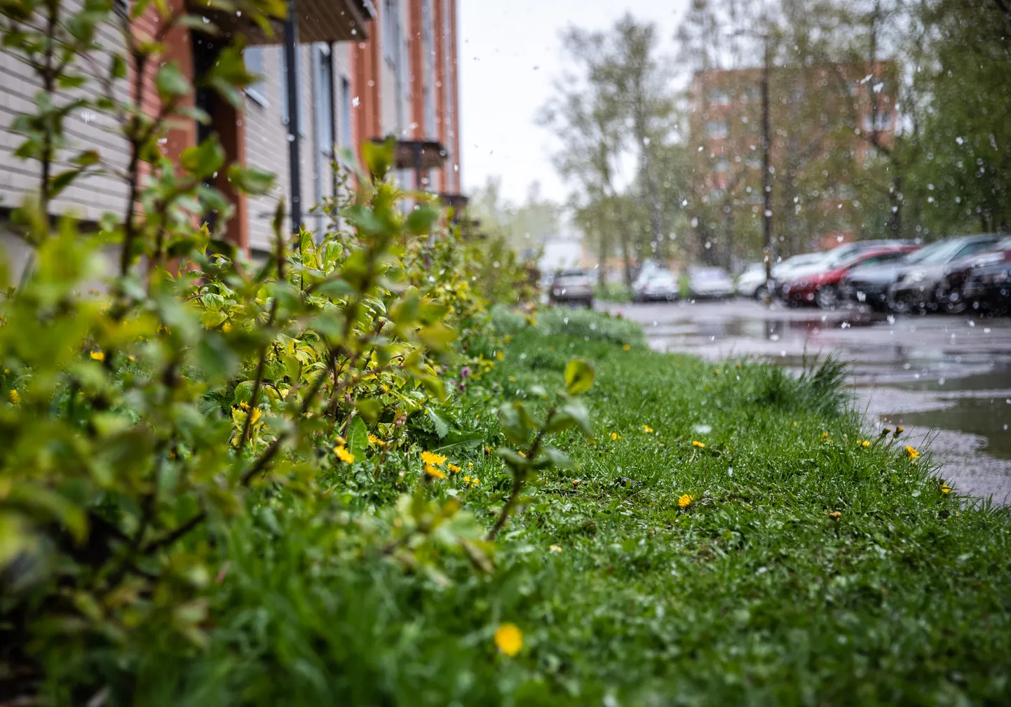 Tallinna Linnavalitus võttis 2020. aastal vastu uue haljastuse inventeerimise korra.