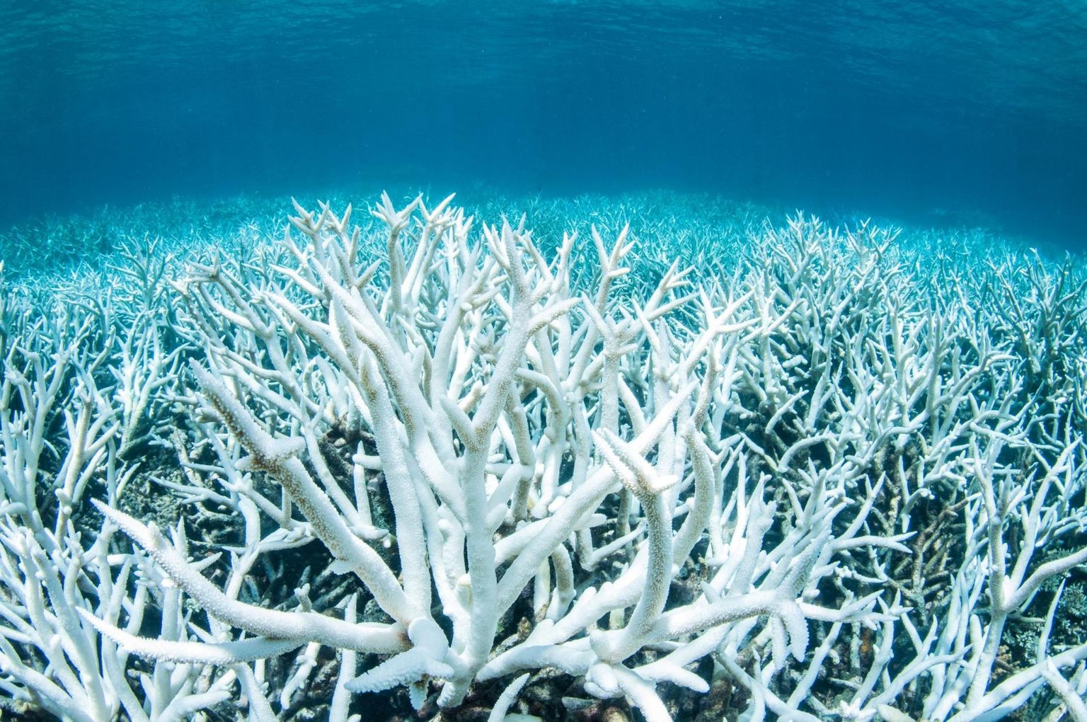 Greenpeace&#39;i leitud pleekinud korallid Austraalia Suurel Vallirahul 2017. aasta veebruarikuus.