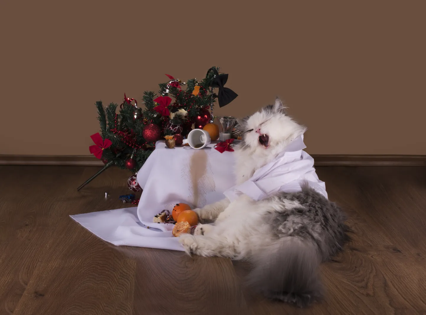Кот и новогодняя ель. Фото иллюстративное.