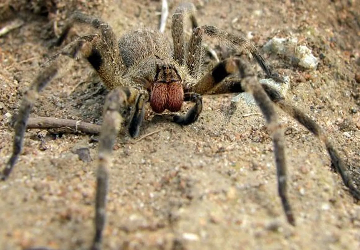 Brasiilia rändämblik (Phoneutria nigriventer)