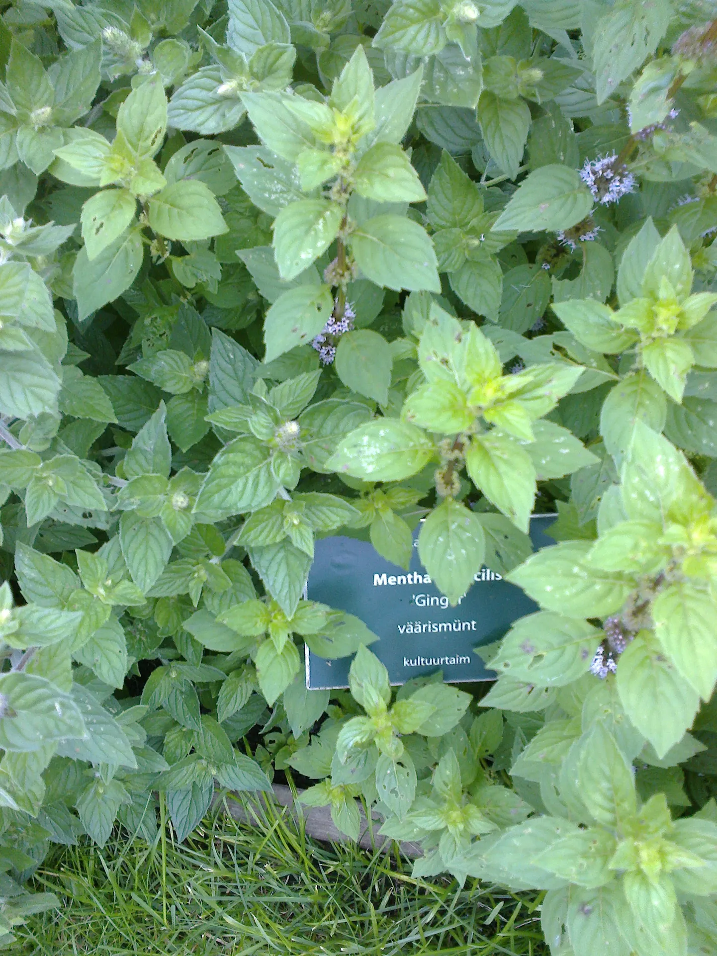 Ingverilõhnaline väärismünt ‘Ginger’.