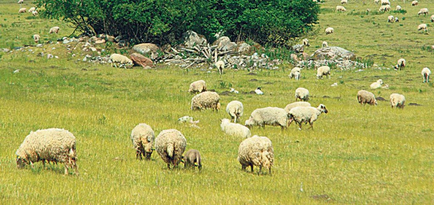 Parimaks viisiks kaitsta oma karju suurkiskjate rünnakute eest on karjatamine kiskjakindlate piirete varjus, mitte laante keskel avamaal.