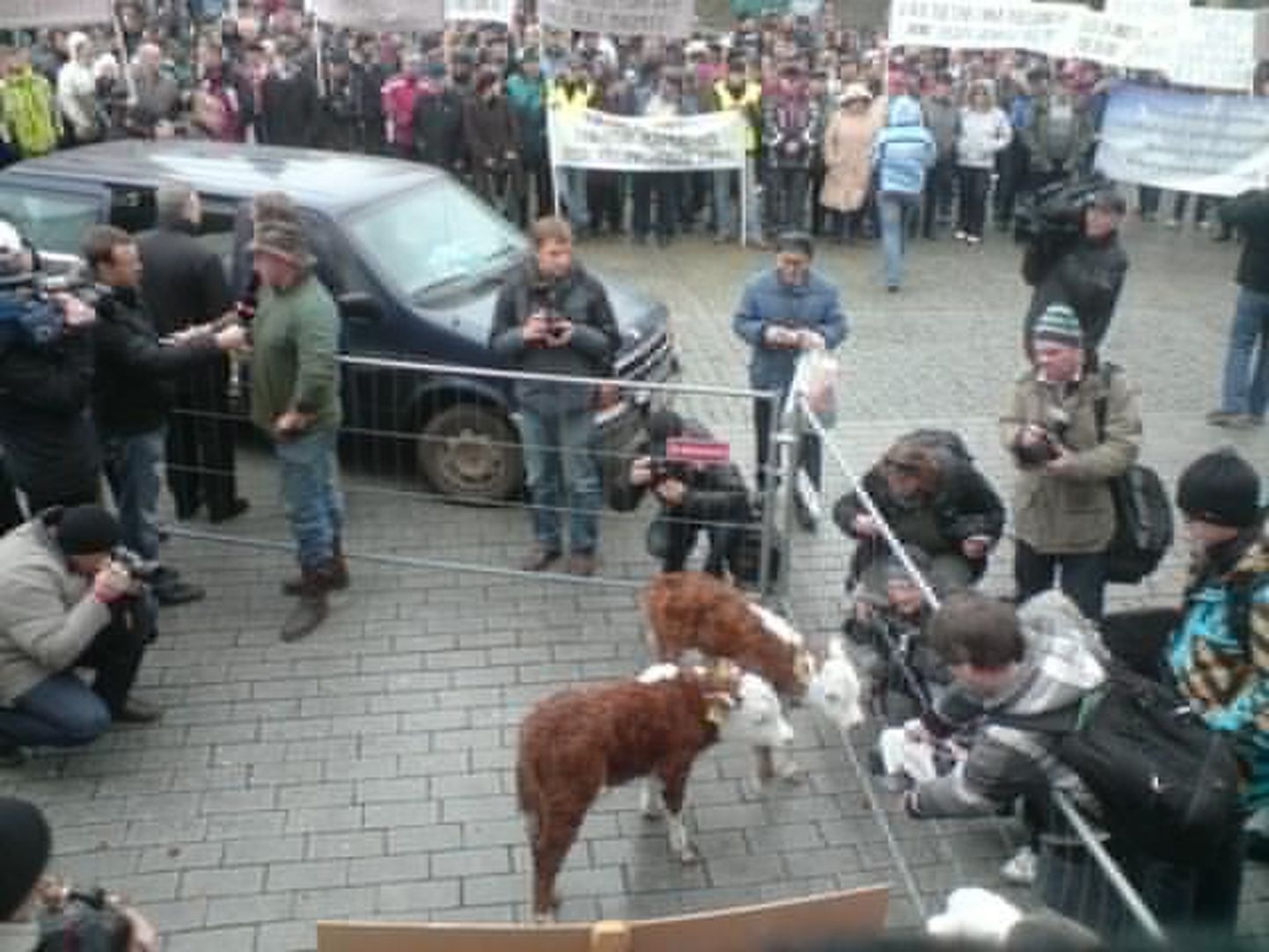 Toompeal põllumeeste protestil osalevad vasikad.