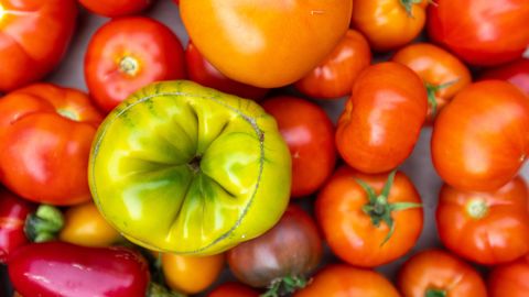 Ohtlik tomativiirus on tunginud kolme Eesti kasvataja taimedele