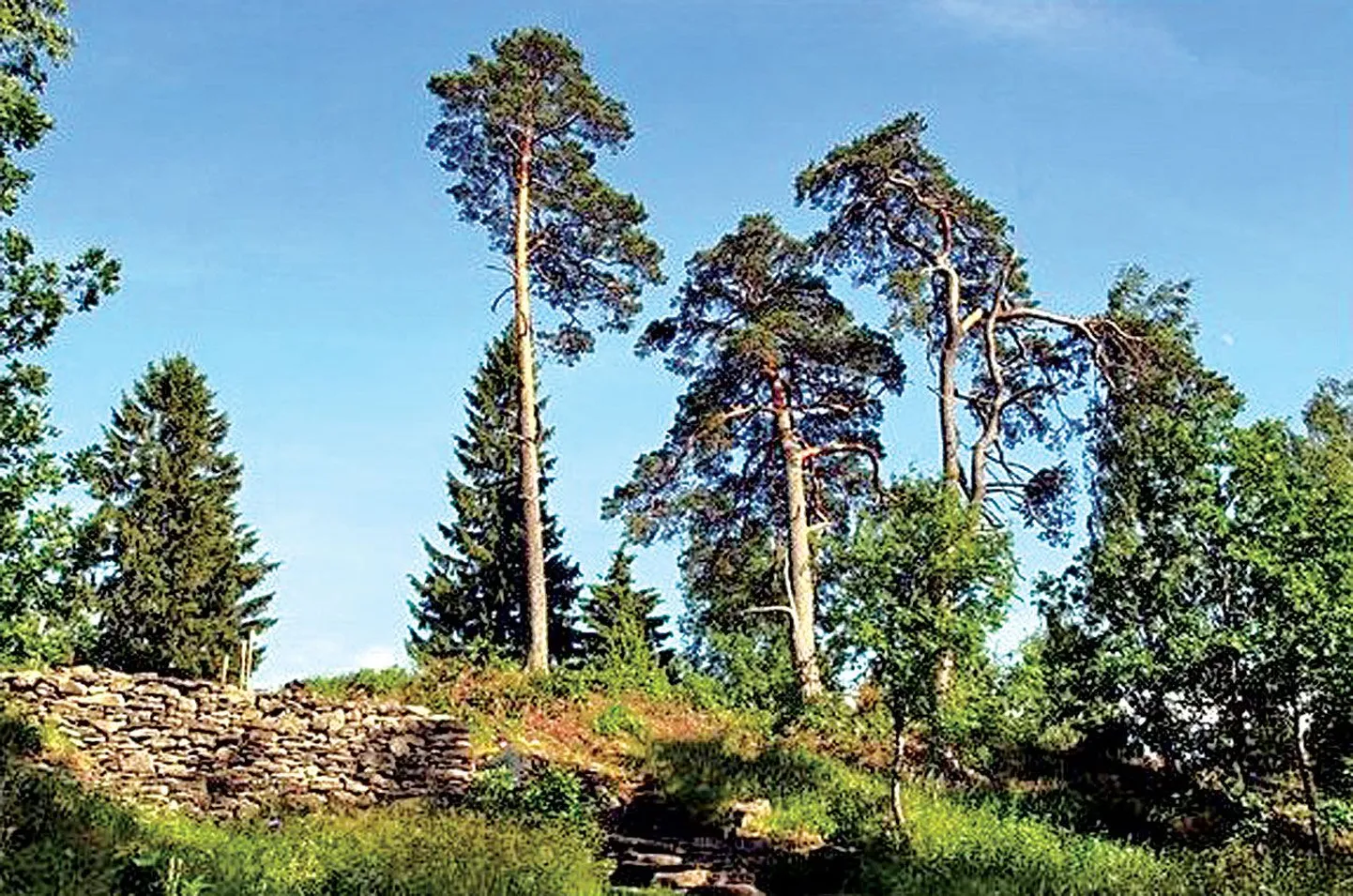 11.–13. sajandist pärit Varbola linnuse sisehoovi pinnasesse kaevasid aardeotsijad nädalavahetusel umbes 50 auku (väiksemal pildil).