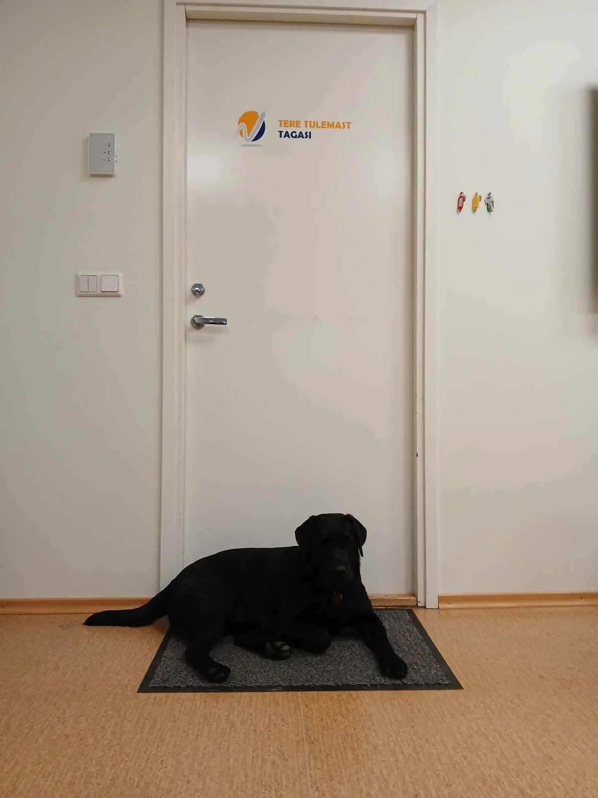 Projekteerimisbüroo kõige karvasem insener on labradori retriiver Gloria