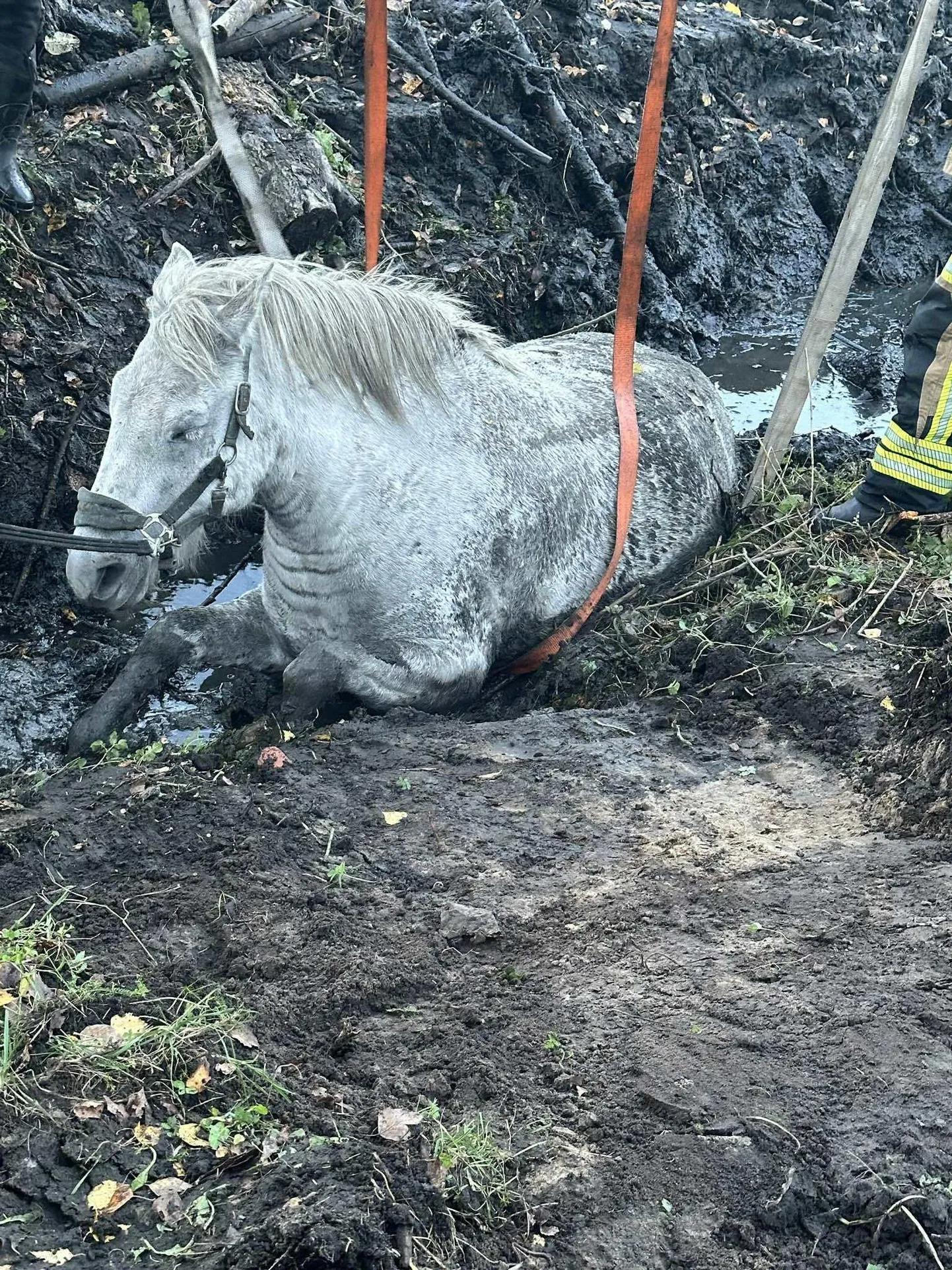 Porri kinni jäänud ratsu aidati välja.